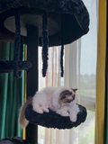 stylish cat furniture