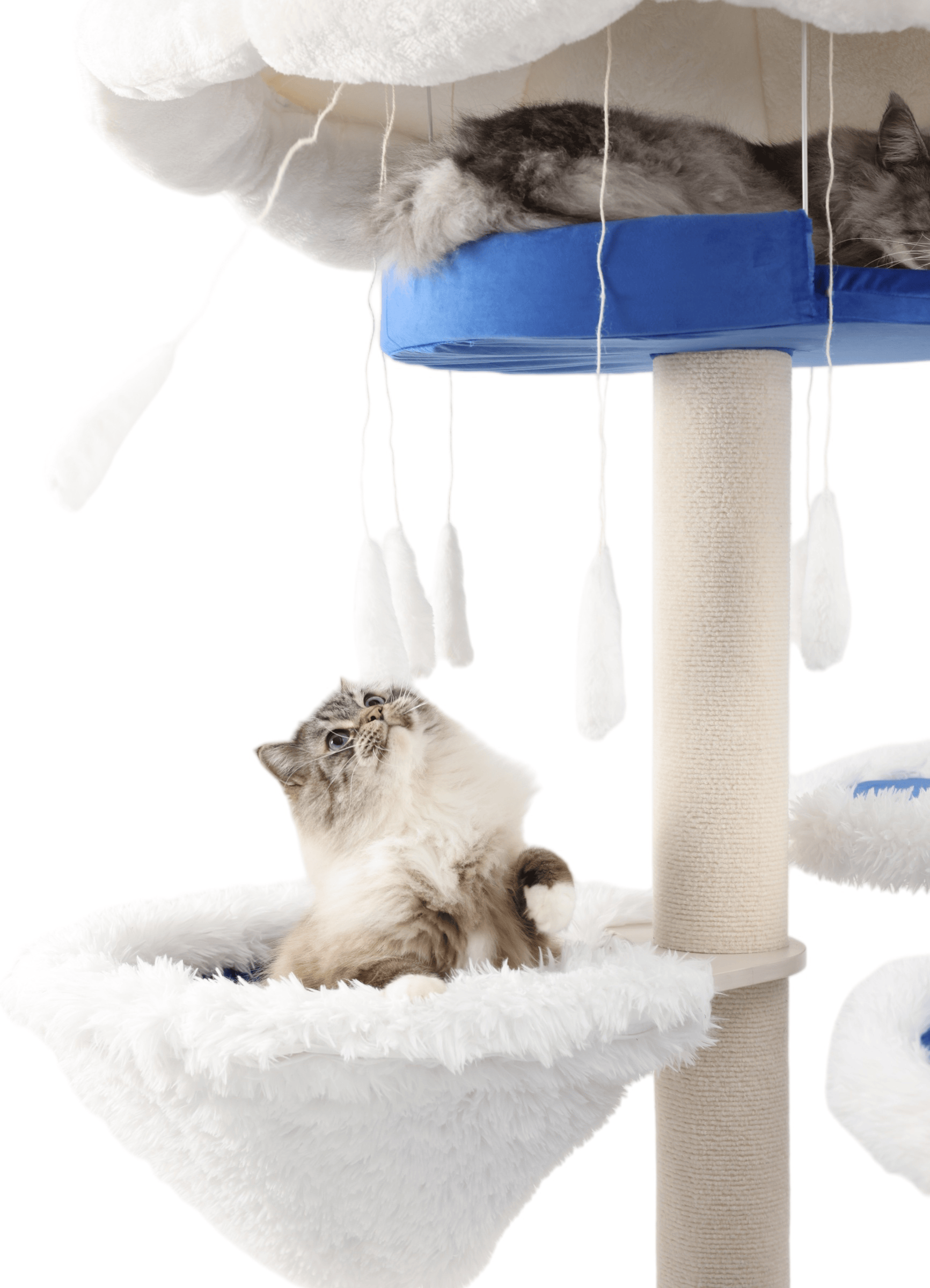 The genuine cat tree large cats, including Maine Coons.