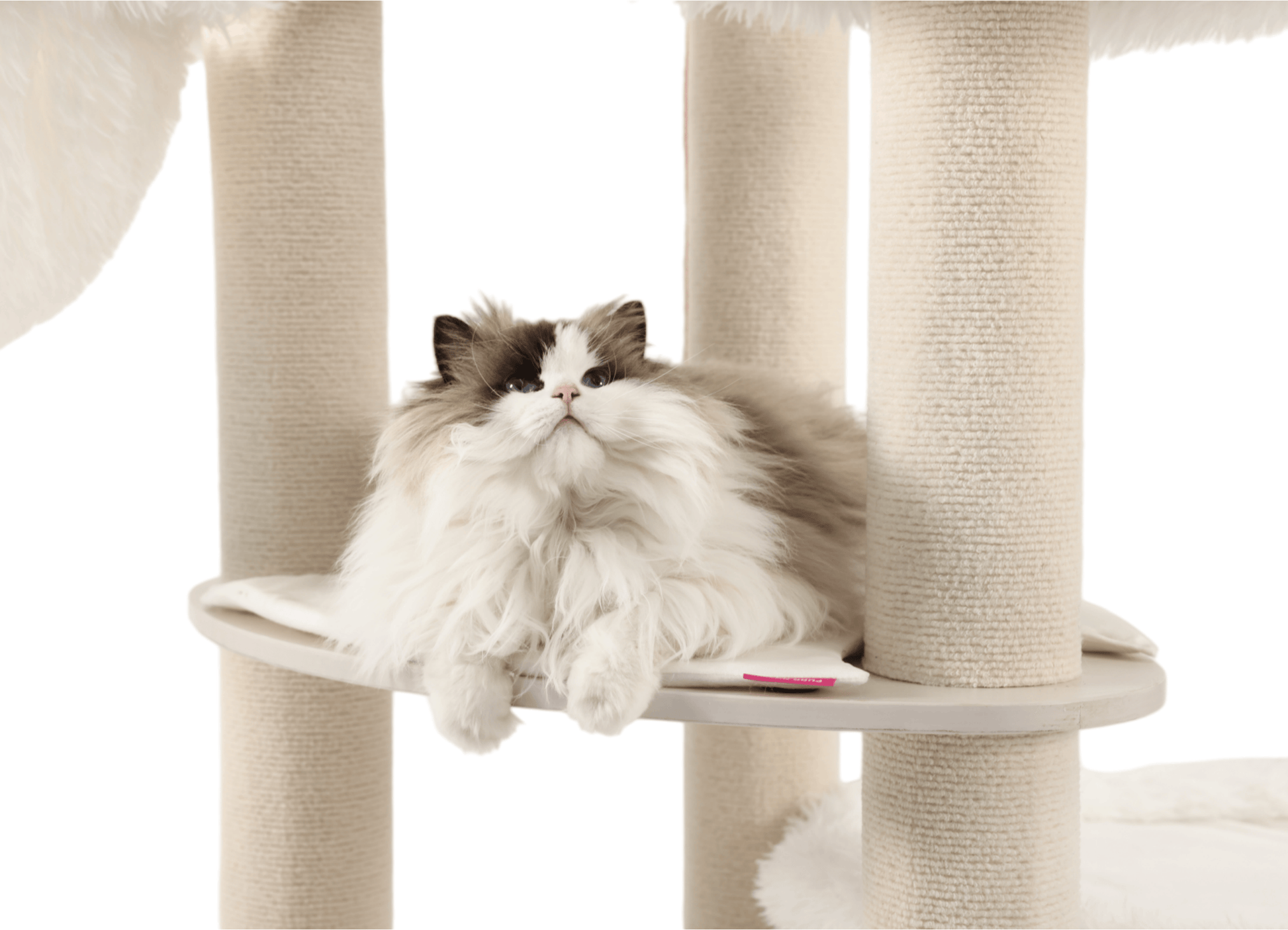 Large cat tree for Maine Coon and other large cats