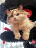 wood cat tree